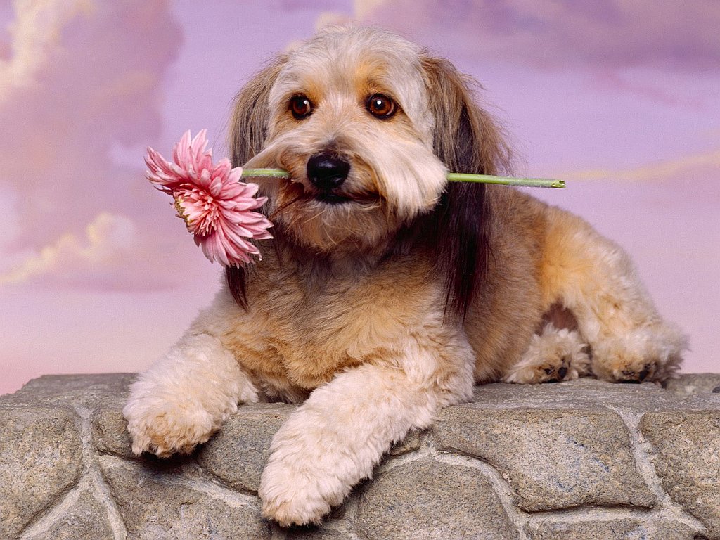 Looking for Love